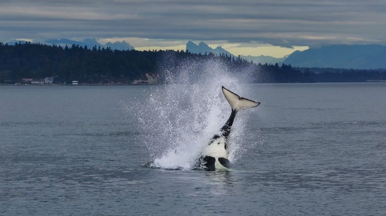 Orcas - Giganten der Meere