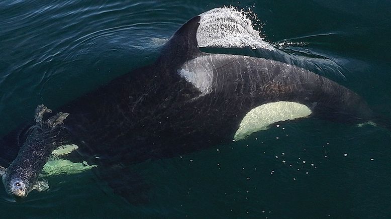 Orcas - Giganten der Meere