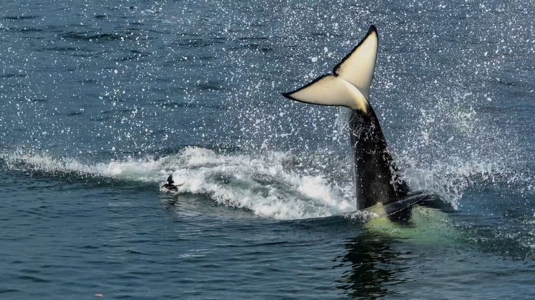 Orcas - Giganten der Meere