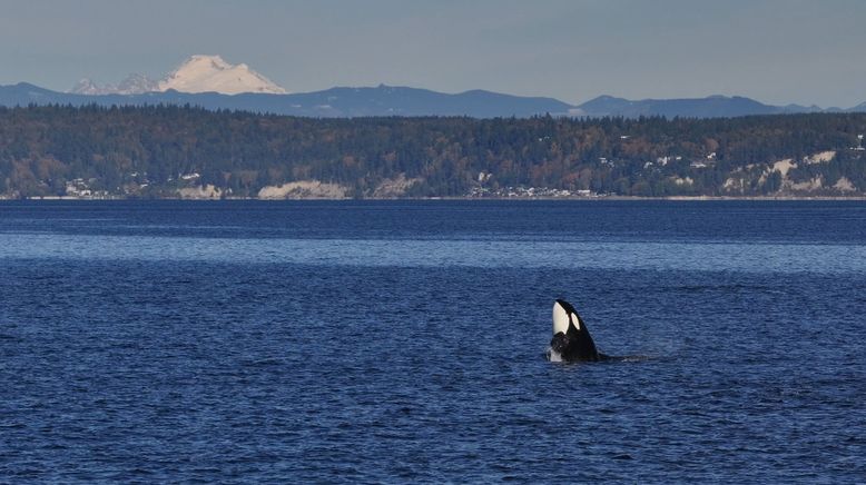 Orcas - Giganten der Meere