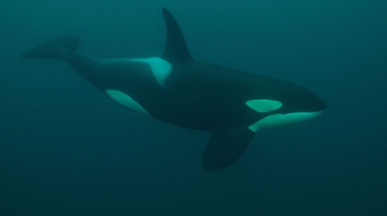 Orcas - Giganten der Meere