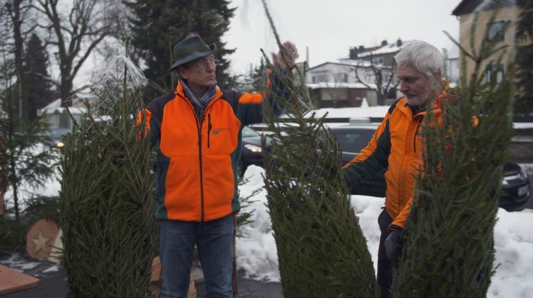 Alle Jahre wieder: Abenteuer Christbaumkauf