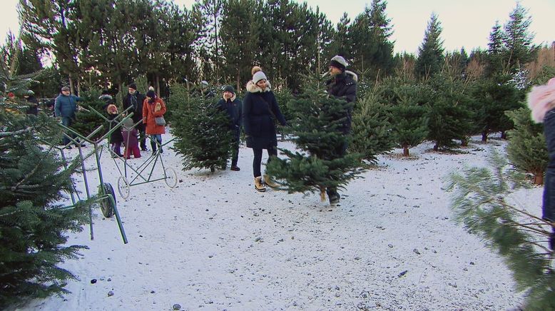 Alle Jahre wieder: Abenteuer Christbaumkauf