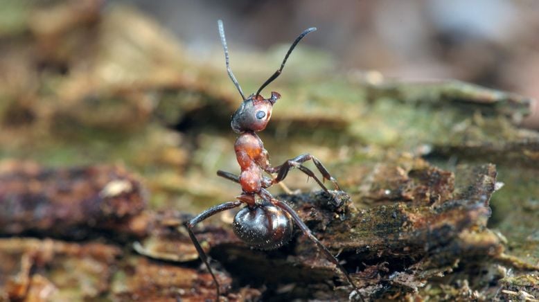 Fabelhafte Insekten