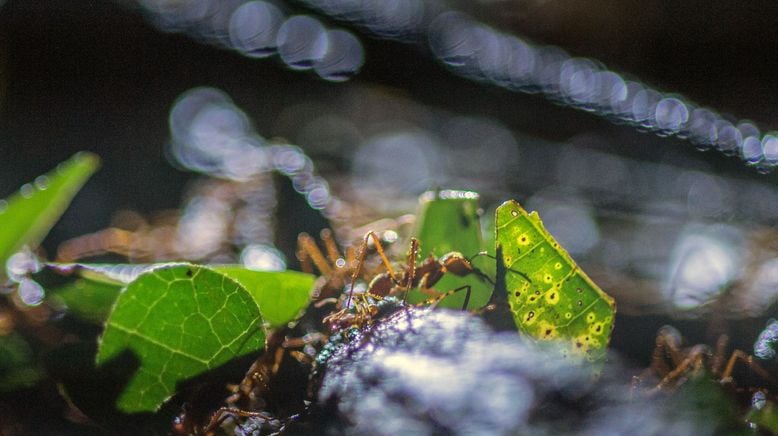 Fabelhafte Insekten