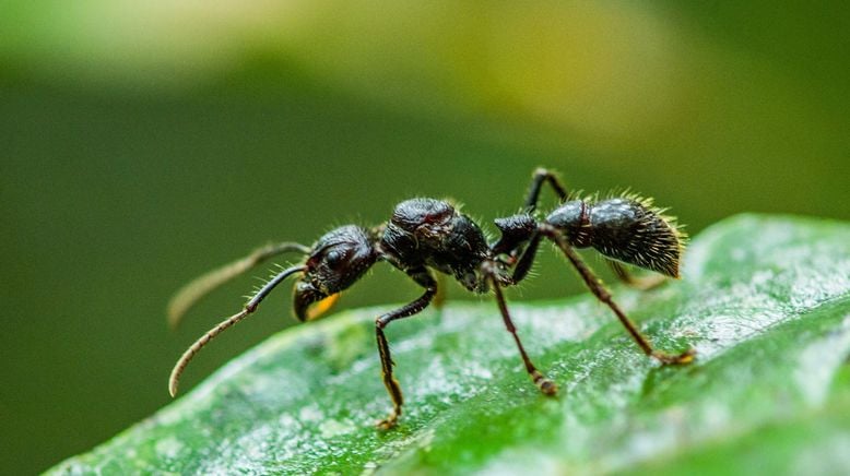 Fabelhafte Insekten