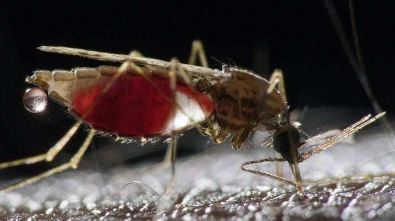 Malaria - Hoffnung in Sicht