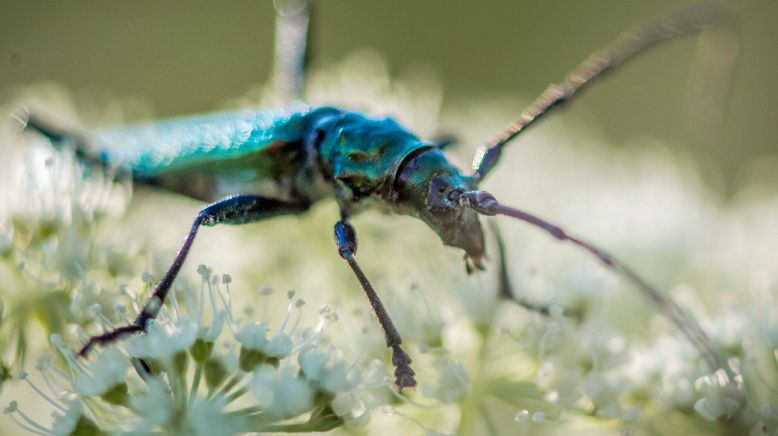 Fabelhafte Insekten