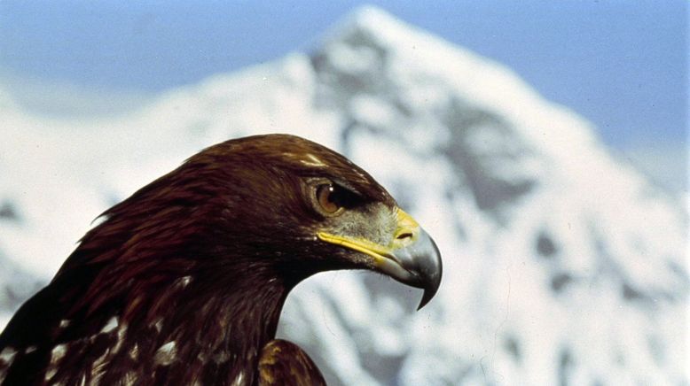 Geheimnisse des Eisgebirges - Nationalpark Hohe Tauern