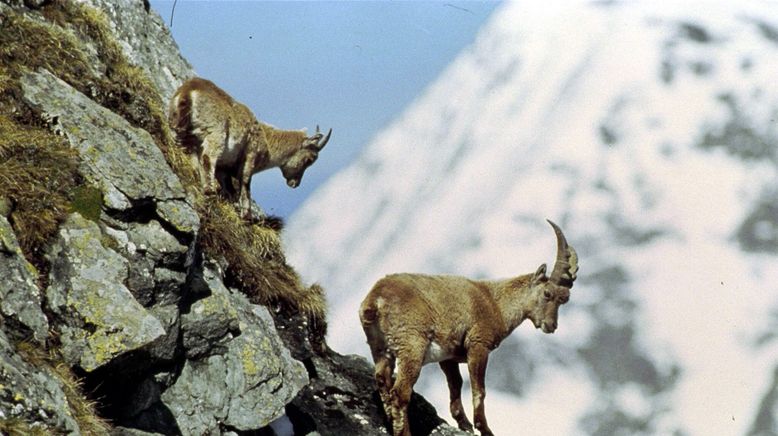 Geheimnisse des Eisgebirges - Nationalpark Hohe Tauern