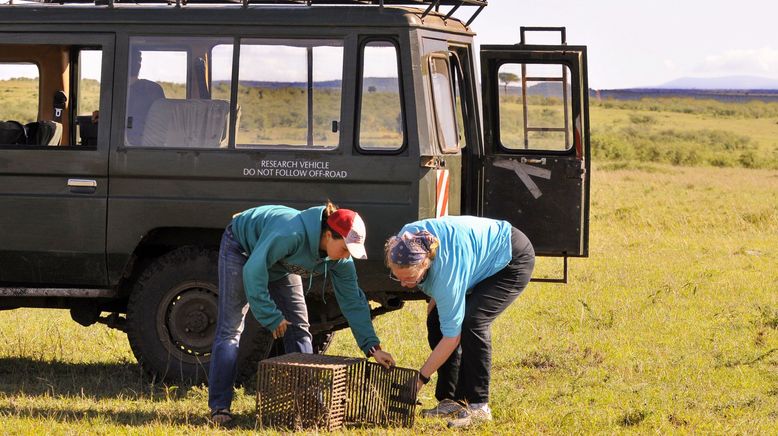 Hyänen - Die Königinnen der Masai Mara