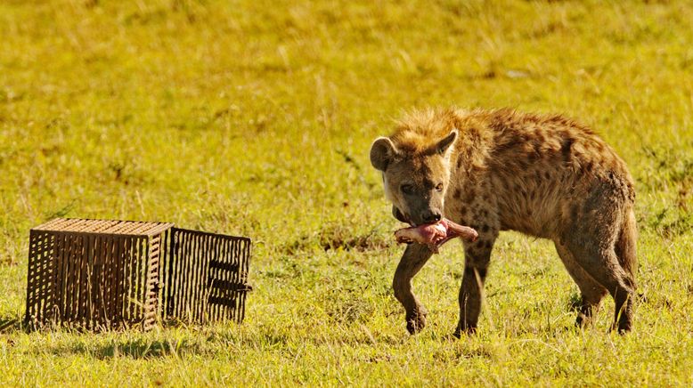 Hyänen - Die Königinnen der Masai Mara