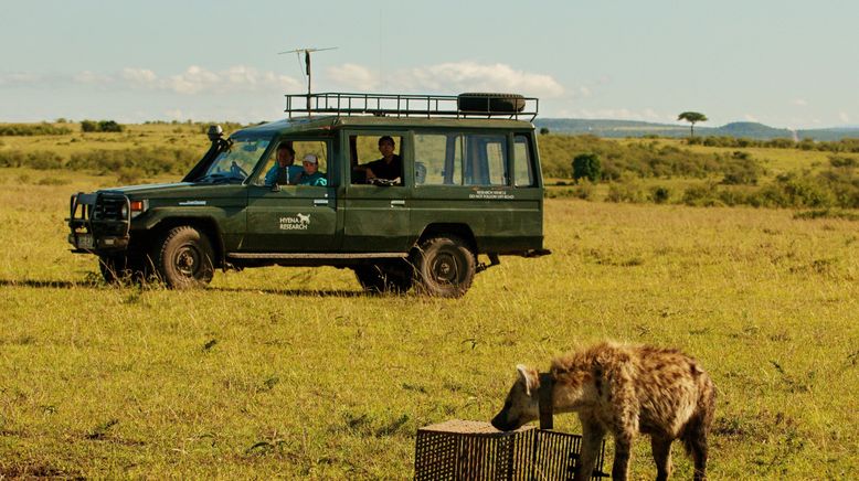 Hyänen - Die Königinnen der Masai Mara