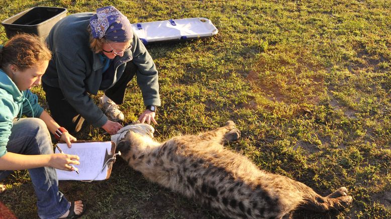 Hyänen - Die Königinnen der Masai Mara