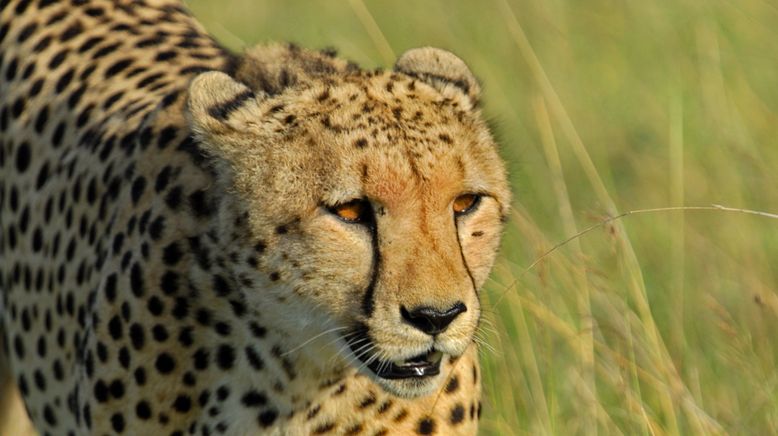 Hyänen - Die Königinnen der Masai Mara