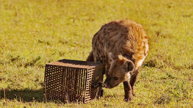 Hyänen - Die Königinnen der Masai Mara