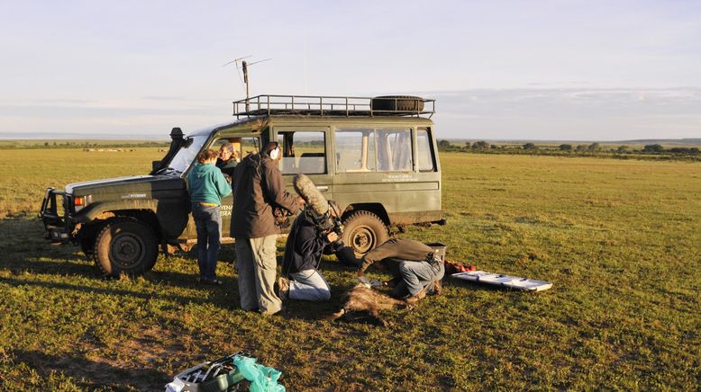 Hyänen - Die Königinnen der Masai Mara