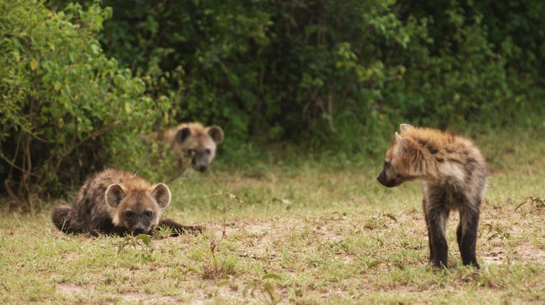 Hyänen - Die Königinnen der Masai Mara