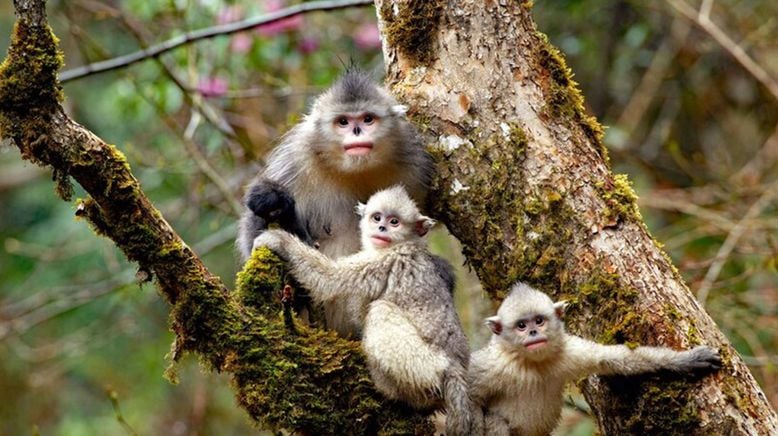 Ein Jahr in der Wildnis Tibets