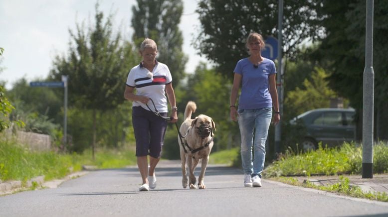 Der Hundeprofi - Rütters Team