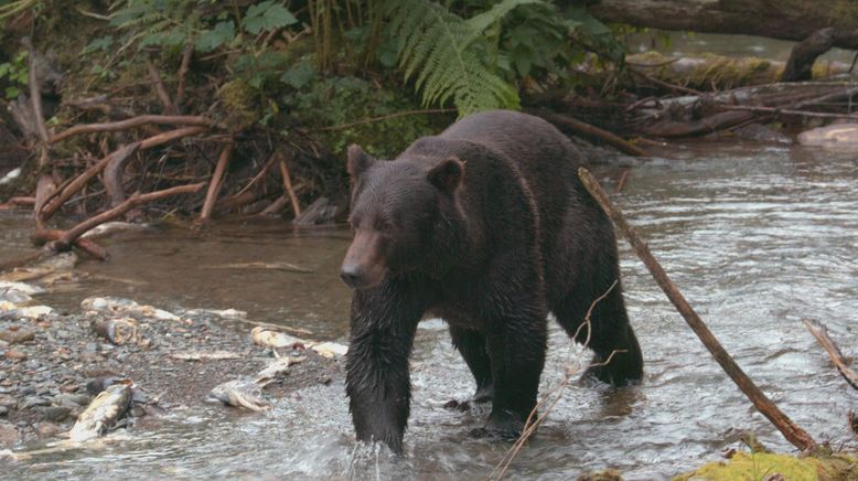 Sommer in Alaska