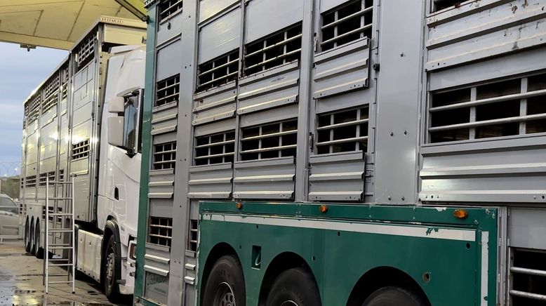 Tiertransporte: Gefangen zwischen Grenzen