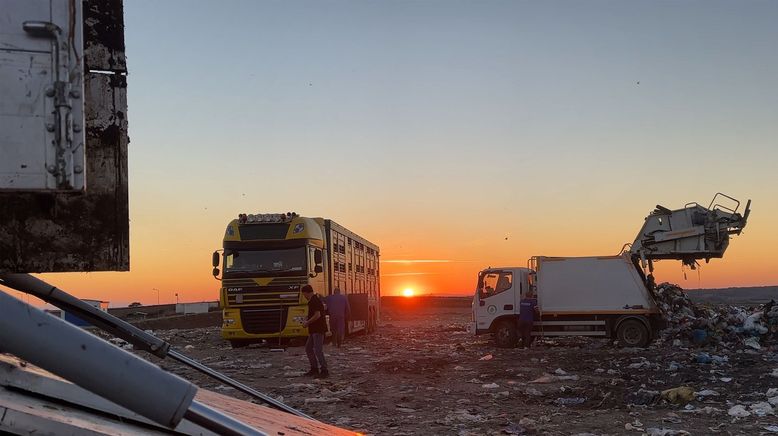 Tiertransporte: Gefangen zwischen Grenzen