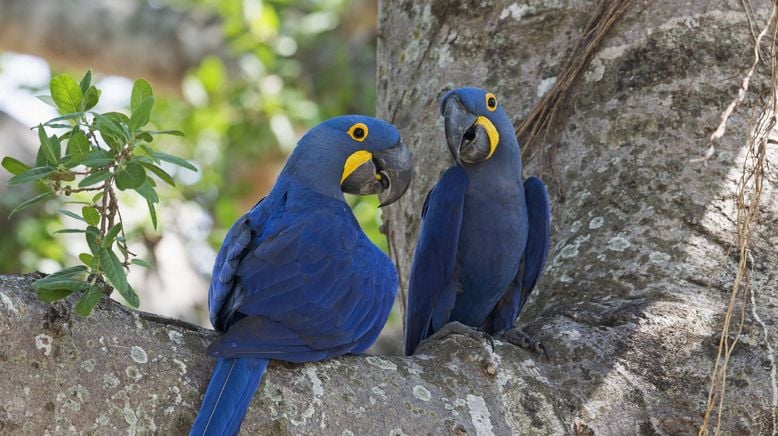 Planet Wissen: Brasilien - Rio, Regenwald, Rinder und Ranche