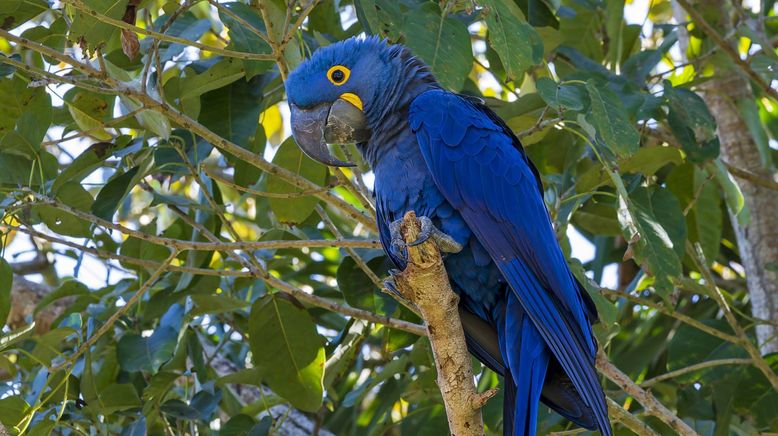 Planet Wissen: Brasilien - Rio, Regenwald, Rinder und Ranche