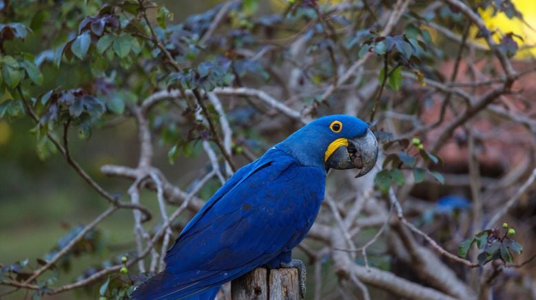 Planet Wissen: Brasilien - Rio, Regenwald, Rinder und Ranche