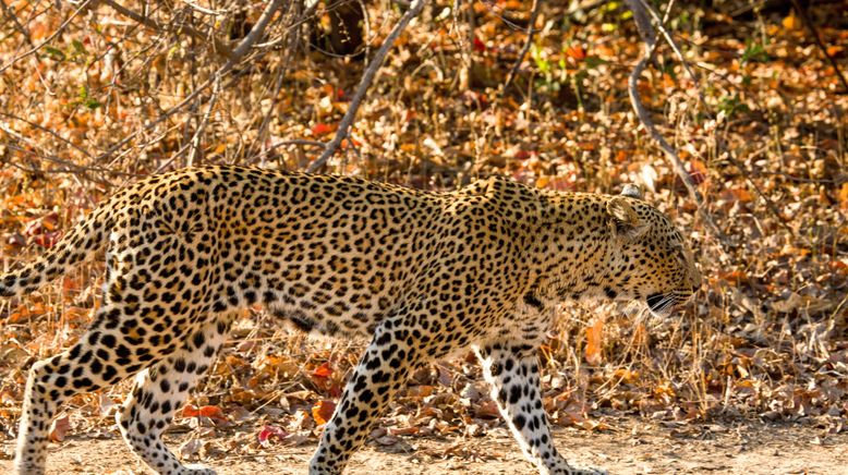 Malika jagt - Abenteuer einer Leopardin