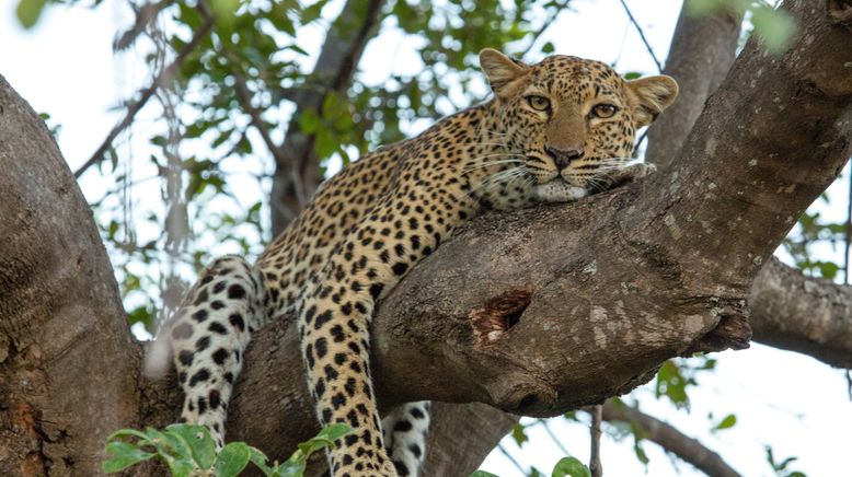 Malika jagt - Abenteuer einer Leopardin