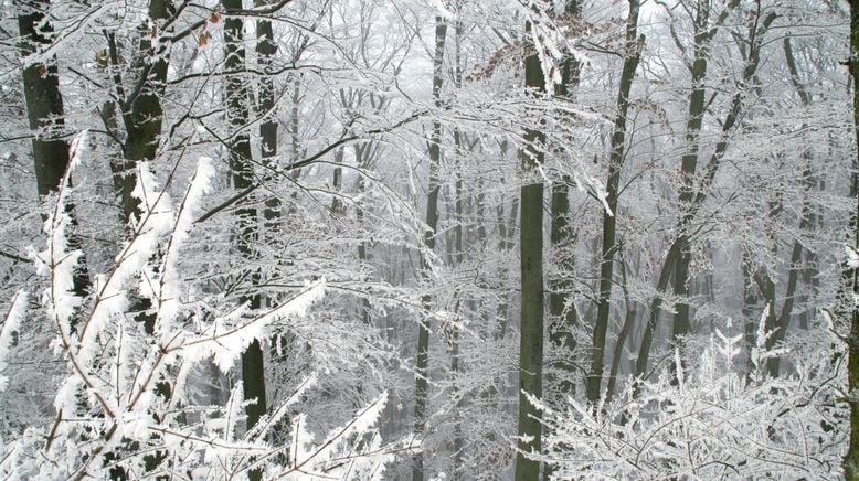 Winter-Wildnis - Überleben in Kälte und Schnee