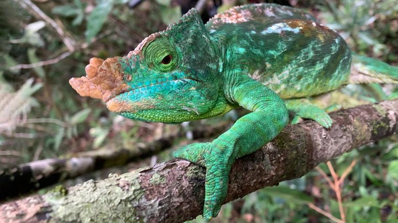 Unbekanntes Madagaskar