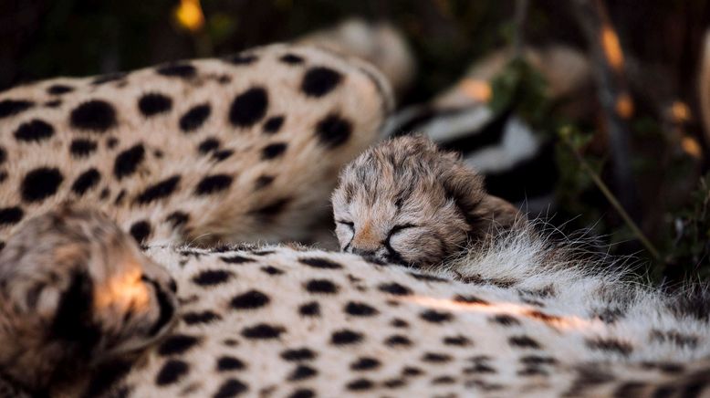 Tierkinder der Wildnis