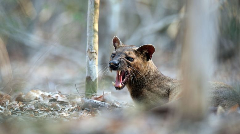 Unbekanntes Madagaskar