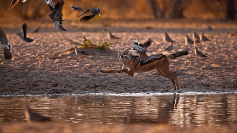 Die wilden Hunde (2) - Erfolgsgeschichten