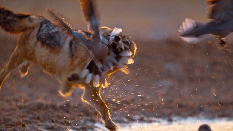 Die wilden Hunde (2) - Erfolgsgeschichten