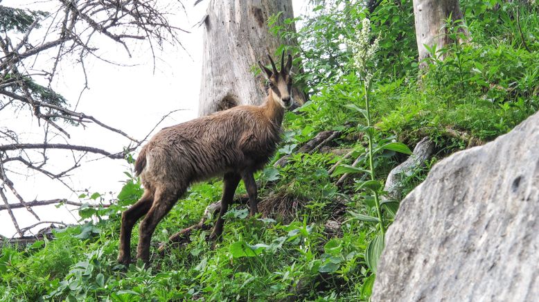 Roseggers Waldheimat - Ein Jahr im Zauberwald