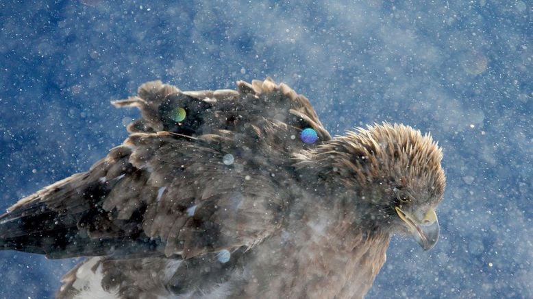 Weihnachten in der Wildnis