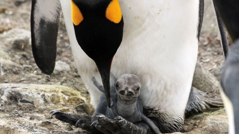 Weihnachten in der Wildnis