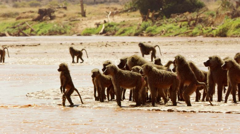 Serengeti - Wilde Geschichten aus der Savanne