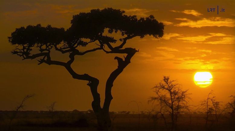 Serengeti - Wilde Geschichten aus der Savanne