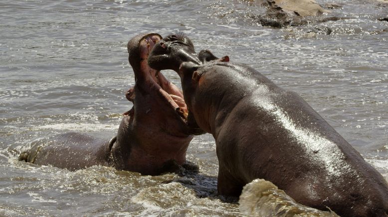 Serengeti - Wilde Geschichten aus der Savanne