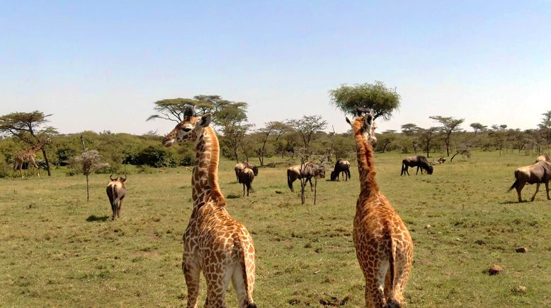 Serengeti - Wilde Geschichten aus der Savanne