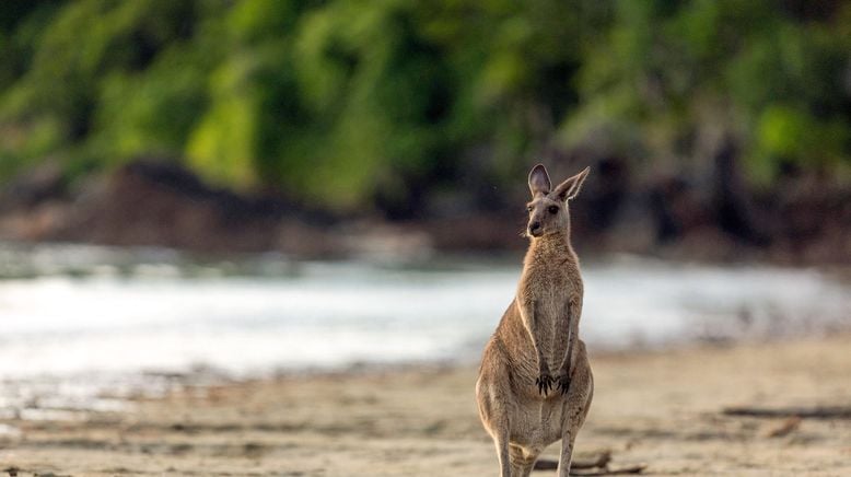 Australiens wilde Küsten