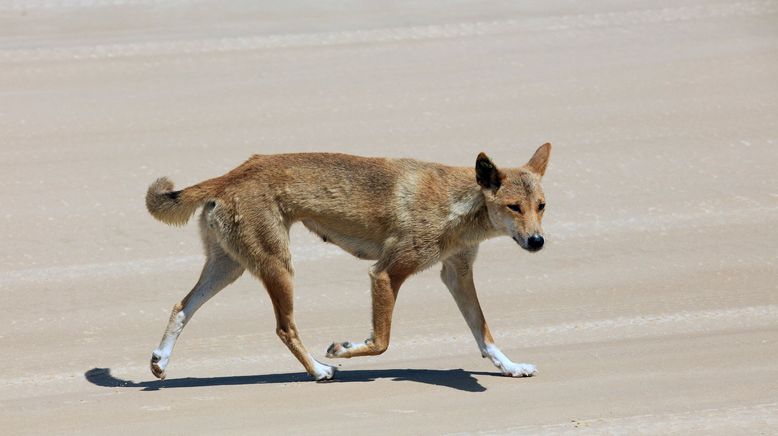 Australiens wilde Wälder