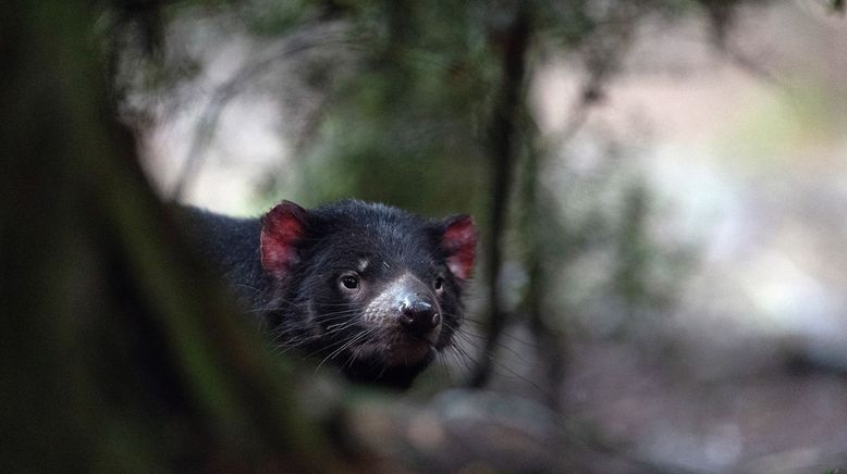 Australiens wilde Wälder