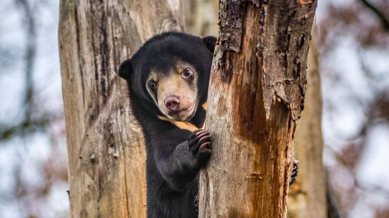 Zoo und so - Tierisch wild!