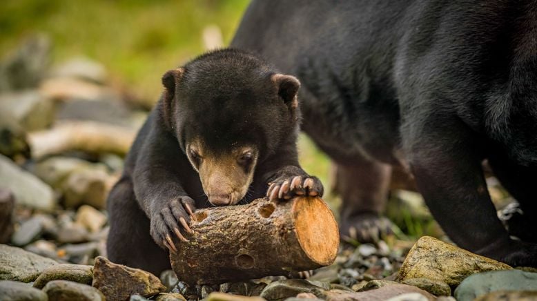 Zoo und so - Tierisch wild!